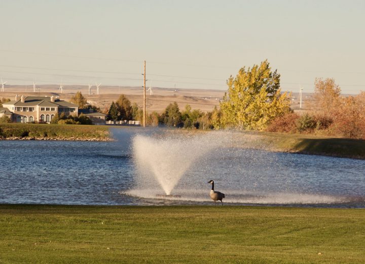 goose standing in pond on golf course